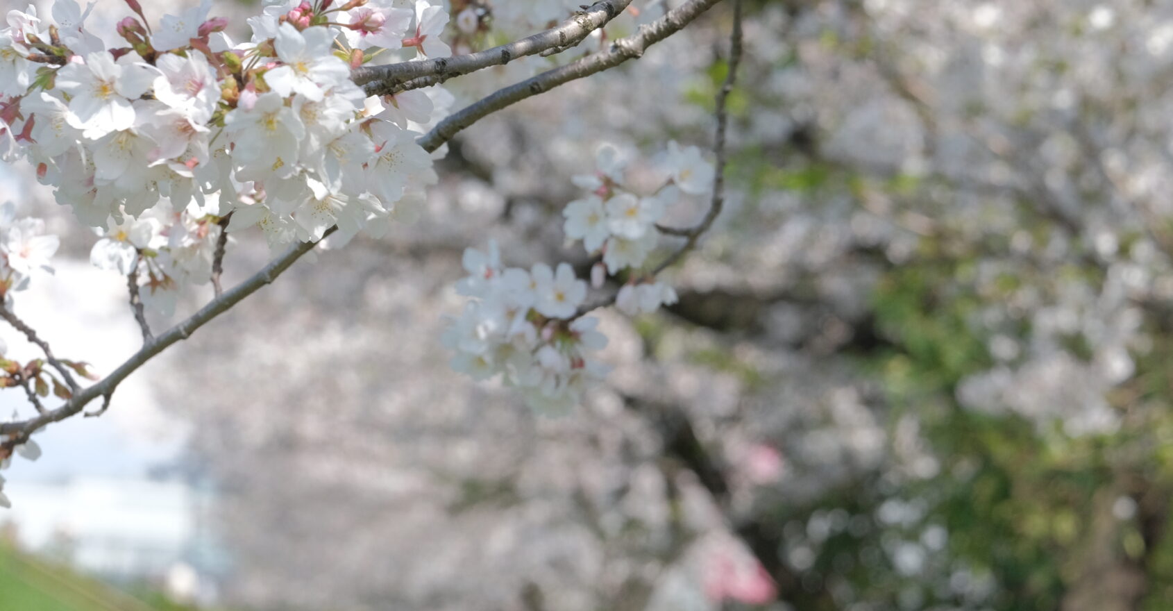 ICYEジャパン70周年  ～唯一無二の体験そして平和を未来へ紡ぐ～